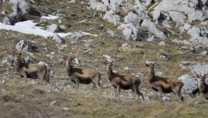 cervi-pescasseroli-abruzzo