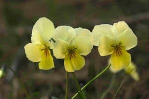 viole di montagna