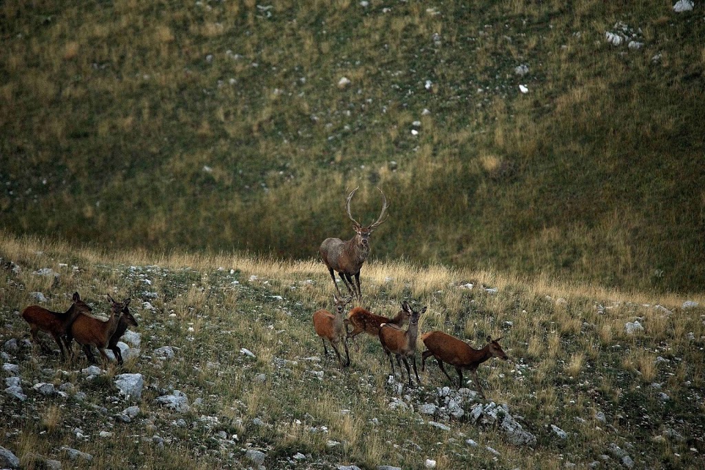 Cervo maschio che raduna dell cerve