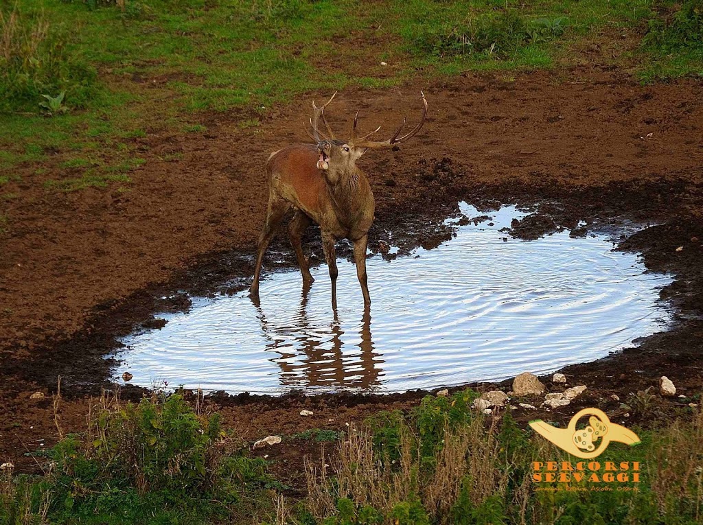 Cervo in amore che bramisce nell'acqua a Pescasseroli