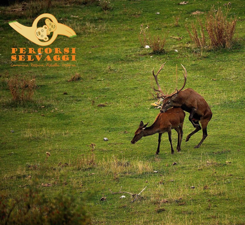 Accoppiamento tra cervi nel Parco Nazionale d'Abruzzo