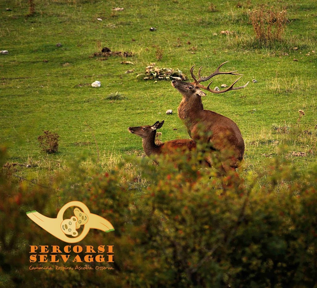 Accoppiamento dei Cervi in Abruzzo