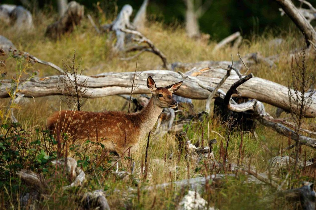 Fotografia Naturalistica nel Parco d'Abruzzo