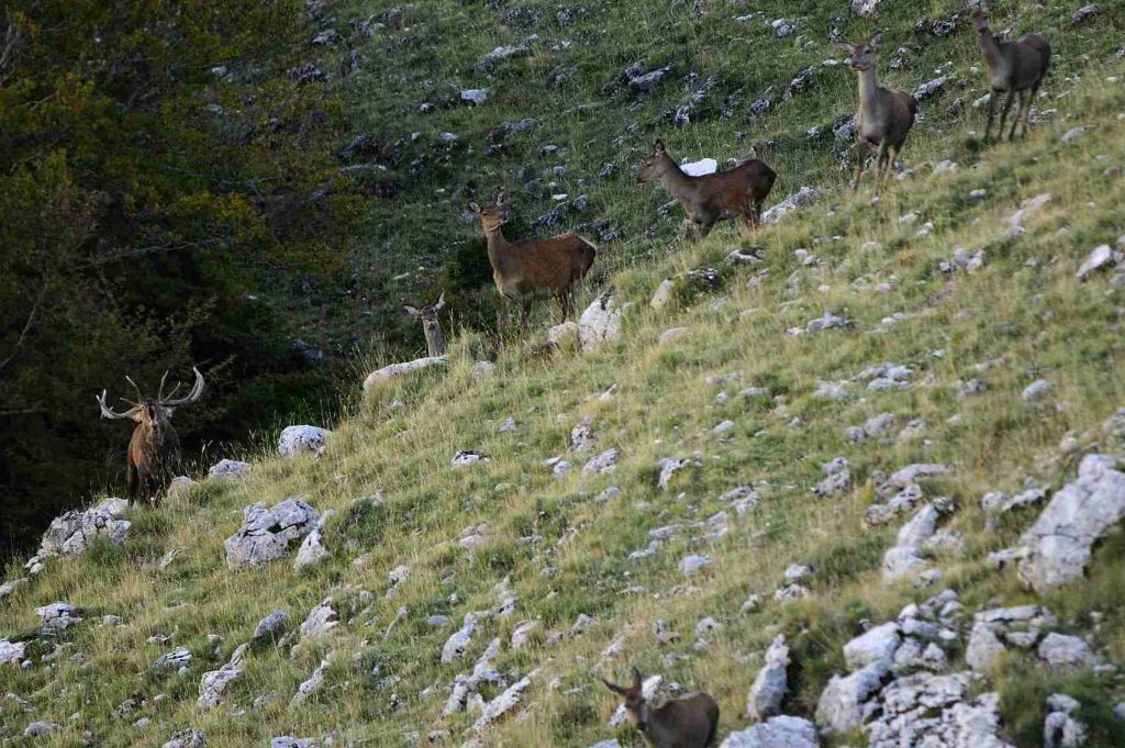 Novità eventi e iniziative a Pescasseroli