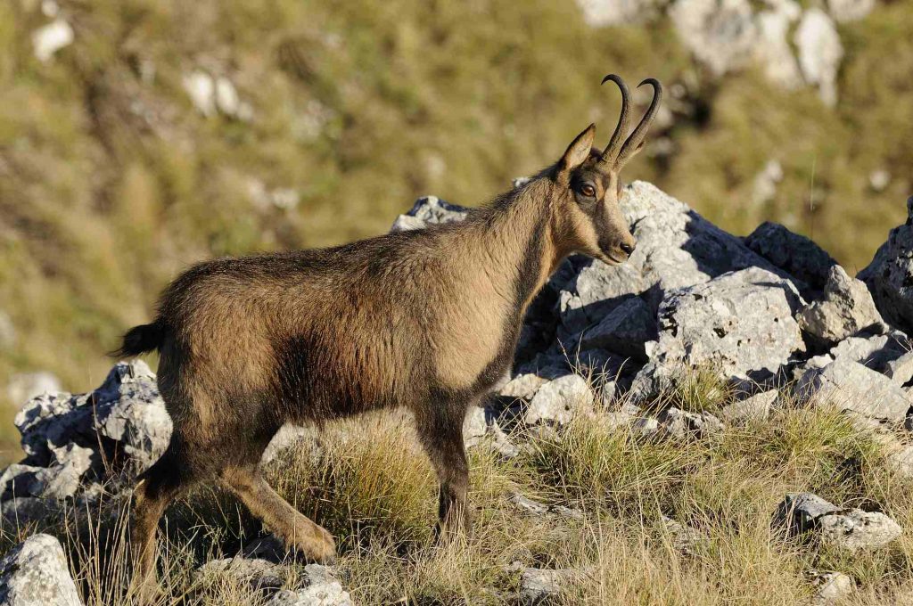 Escursione su Monte Amaro di Opi