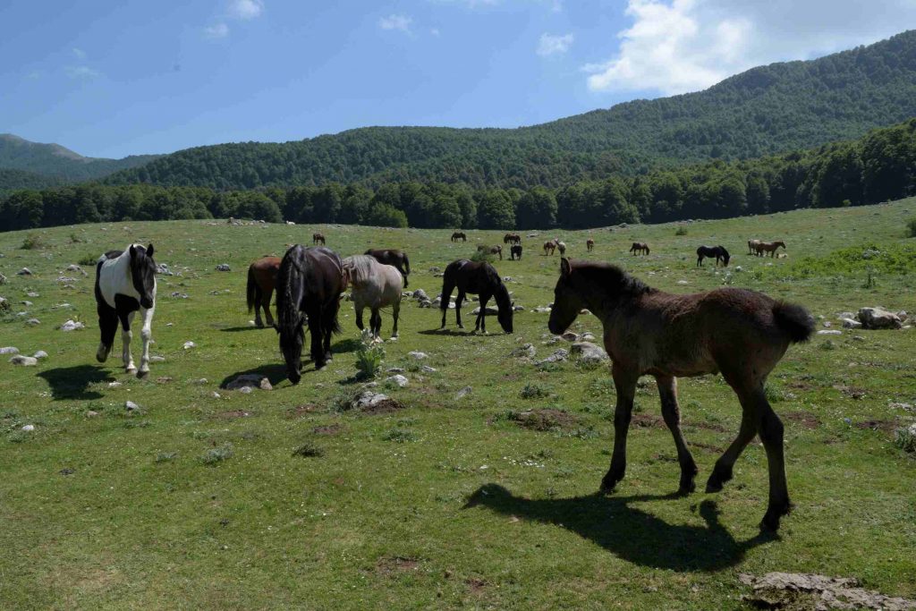 Escursioni a Campo Rotondo di Pescasseroli