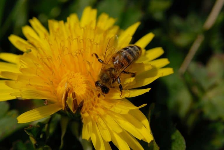 Fotografia naturalistica nel Parco d'Abruzzo